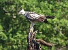 J18_4394-Changeable-Hawk-eagle